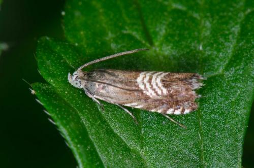 Réf. 258 726 : Grapholita compositella